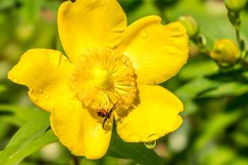 Synema globosum (thomise Napoleon) on a St. John's wort flower