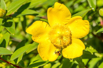 Synema globosum (thomise Napoleon) on a St. John's wort flower