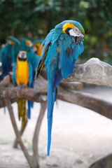 Blue-and-yellow macaw parrots in zoo