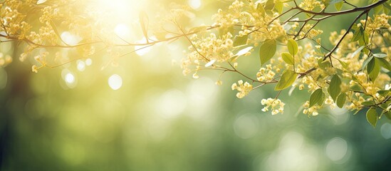 Obraz premium Sunlight filters through blurry golden rays casting a soft sparkle on spring branches of old green trees outdoors creating a dreamy defocused copy space image