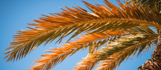 Fototapeta premium A close up of date details on a palm tree with copy space image