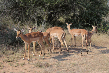 Naklejka premium Schwarzfersenantilope / Impala / Aepyceros melampus.