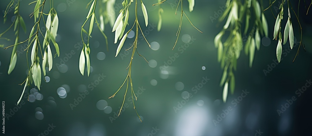 Poster a serene image of weeping willow leaves against a blurred dark backdrop perfect for adding text or g