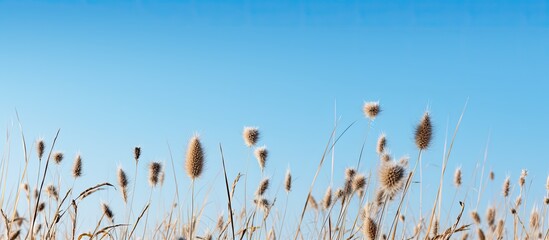 Dried thistle plants in the front of a meadow under a clear blue sky making it the perfect copy space image