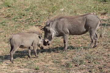 Warzenschwein / Warthog / Phacochoerus africanus..