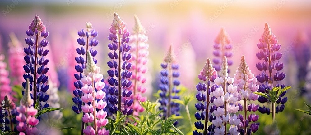 Poster selective focus photo showcasing a beautiful field of summer lupins with ample copy space image