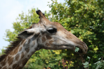 close up giraffe eating tree leaves