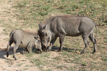 Fototapeta premium Warzenschwein / Warthog / Phacochoerus africanus..