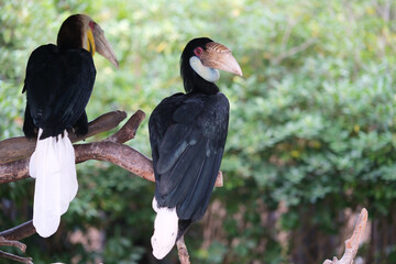two one wreathed hornbill (Rhyticeros undulatus) birds on branch © Robert