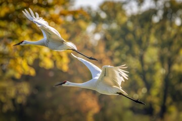 Obraz premium Closeup of Two Whooping Cranes in Flight Over Forest