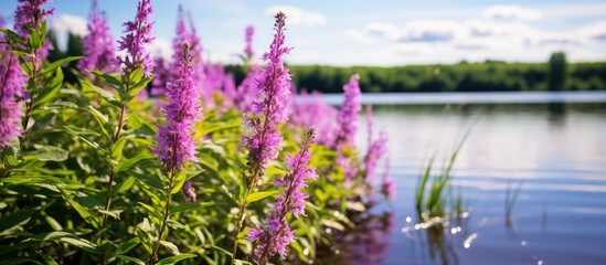Purple Loosestrife causing damage to wetland habitats with a copy space image