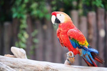 colorful scarlet macaw (Ara macao) parrot bird in zoo © Robert
