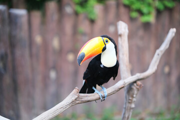 toco toucan (Ramphastos toco) bird in zoo