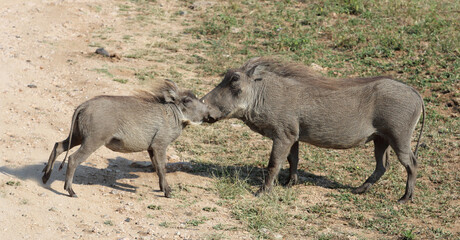 Warzenschwein / Warthog / Phacochoerus africanus..