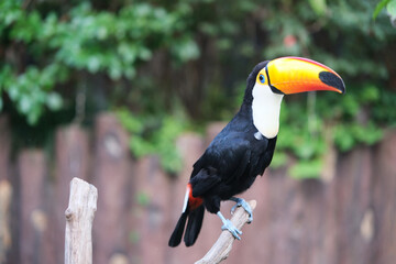 toco toucan (Ramphastos toco) bird in zoo