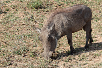 Warzenschwein / Warthog / Phacochoerus africanus