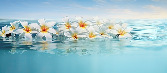 Plumeria flowers floating atop water s surface create an exquisite scene with a serene ambiance. Copy space image. Place for adding text and design