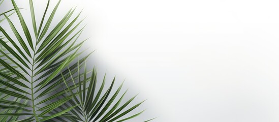 Palm leaves with copy space image on white backdrop