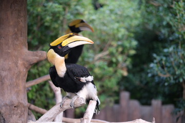 great hornbill (Buceros bicornis) bird in zoo © Robert