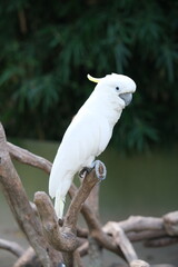 close up one white Sulphur-crested cockatoo (Cacatua galerita) 