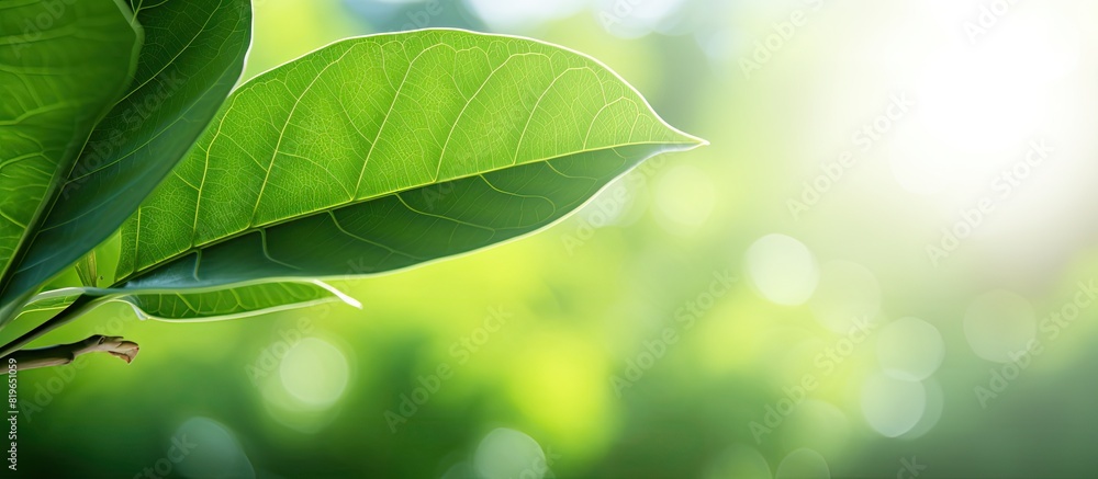 Aufkleber nature background featuring a close up of a green leaf with ample copy space image