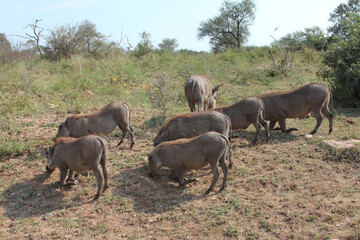 Warzenschwein / Warthog / Phacochoerus africanus