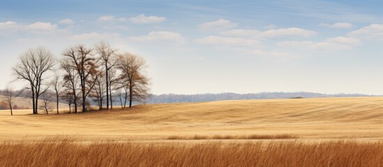 In a rural remote area empty field with tall trees brown grass and a scenic natural landscape in early spring providing a copy space image