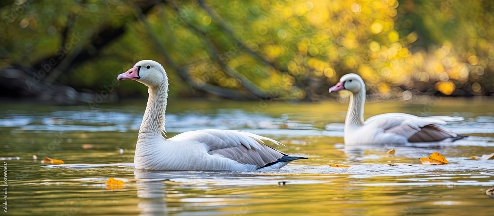 Poster geese from canada gracefully swimming in the river with a blank space available for adding images. c