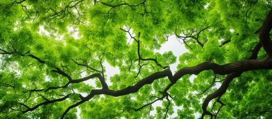 A vibrant green walnut tree seen from below with abundant branches and leaves displaying visible leaf veins perfect for a copy space image