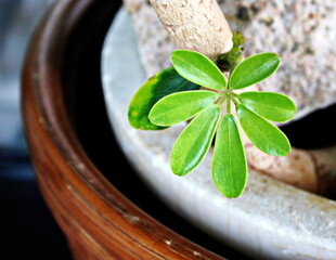 カポックの葉っぱ（鉢植え）