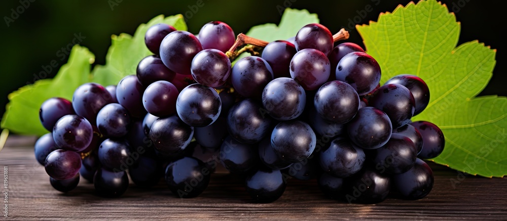 Poster Ripe dark grapes with leaves in a sunny setting provide a colorful copy space image