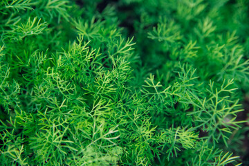 Green dill leaves in the garden. Organic farm. Healthy eating. Foods rich in vitamins. Agricultural industry. Natural background. Fragrant seasoning.