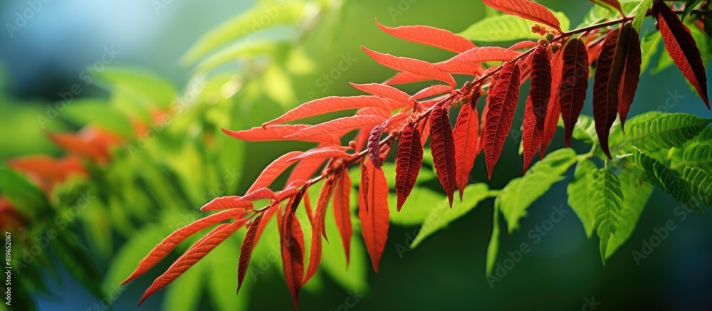Poster close up image of a young staghorn sumac with vibrant green and red leaves taken with a backlit sett