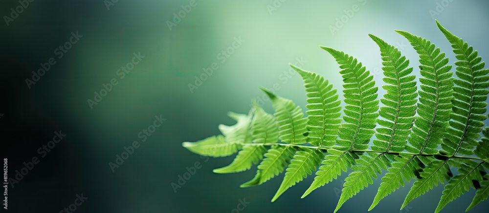 Poster a fern leaf with copy space image