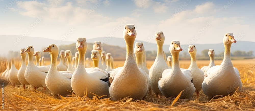 Poster a large group of geese on the field with a copy space image