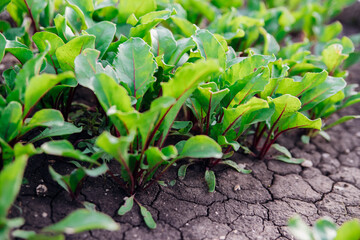 Red beetroot, fresh sprouts and young leaves in the garden. Vegetables, herbs and micro-greens. Also beets, canteen, garden or red beets. Gardening.