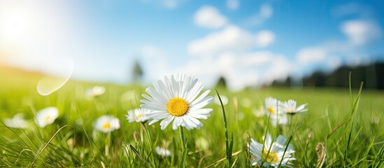 Flower on a grassy field with a bright sunny background suitable for copy space image