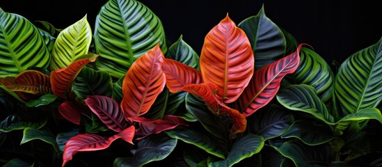 Codiaeum variegatium L Blume a plant commonly known as croton showcases vibrant foliage and could be a great subject for a copy space image - Powered by Adobe