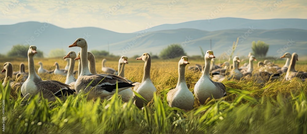 Poster a large group of geese on the field with a copy space image