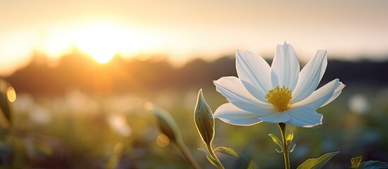 A white flower close up in a field with a sunrise background creating a serene and captivating copy...