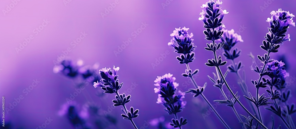 Poster lavender blooms in a vibrant shade of purple creating a striking visual with copy space image