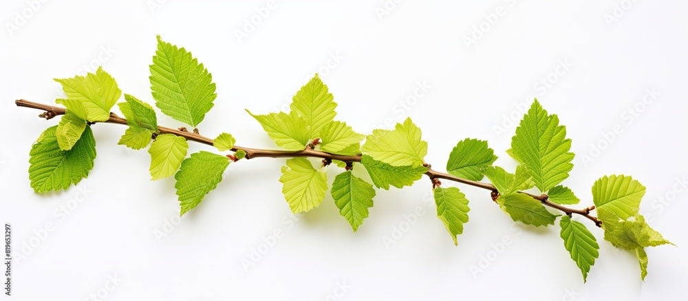 Poster branch with hazel leaves against white backdrop providing copy space image
