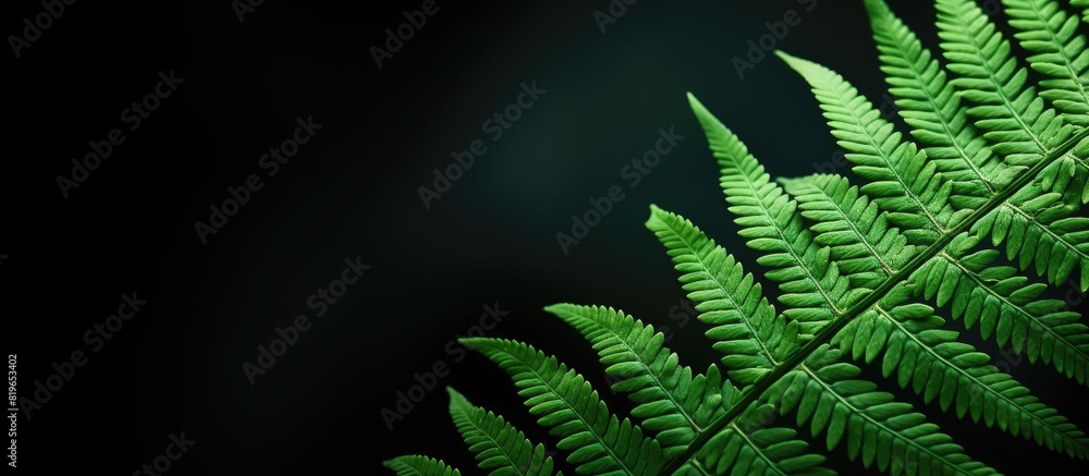 Poster a detailed close up photo of a fern leaf with empty space for text or graphics known as a copy space
