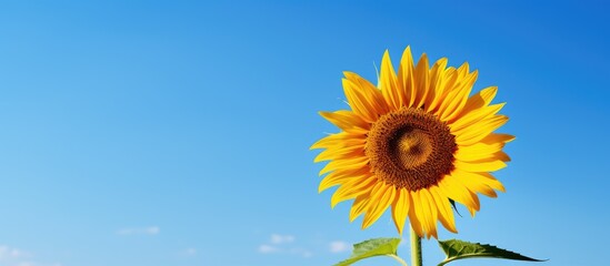 A vibrant sunflower set against a clear blue sky background provides a striking copy space image