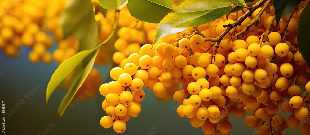 Poster the vibrant yellow berry grows on a bush emphasizing its color and origin. copy space image. place f