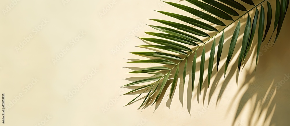 Poster top view of a green tropical leaf shadow on sandy background depicting a minimalist summer theme wit