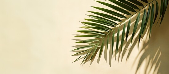 Obraz premium Top view of a green tropical leaf shadow on sandy background depicting a minimalist summer theme with a palm tree leaf for a creative copy space image