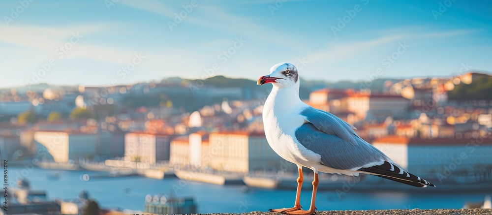 Poster a seagull in porto is shown up close with a soft background and shallow depth of field in the copy s