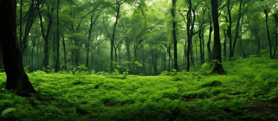 Obraz premium Scenic view of a lush green forest with copy space image