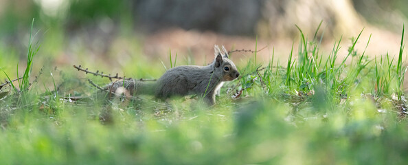 森にすむ可愛いニホンリス
